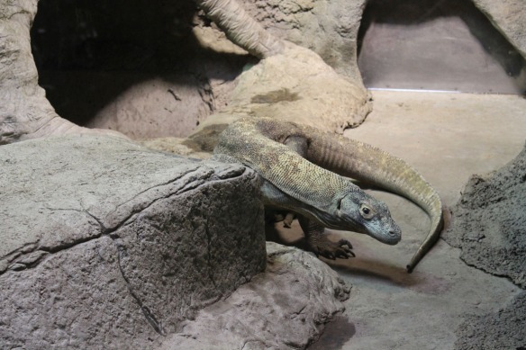 11-lizard