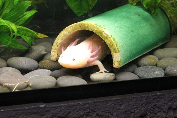 12-axolotl
